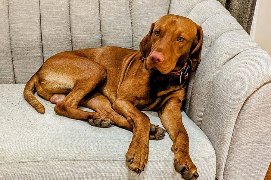 Vizsla dog