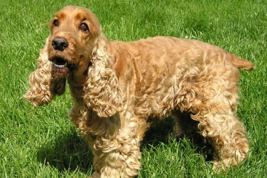 Cocker Spaniel Dog