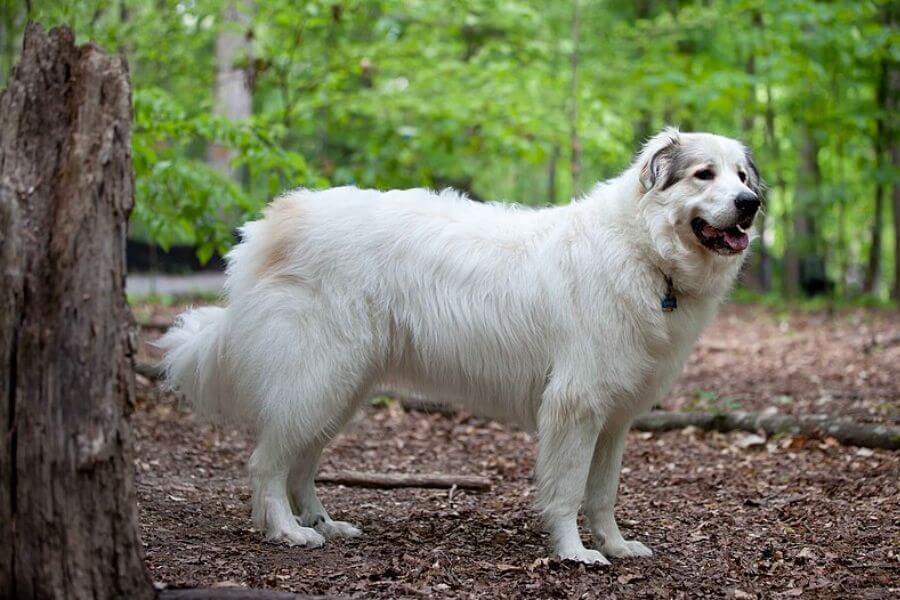 Great Pyrenees Mountain Dog