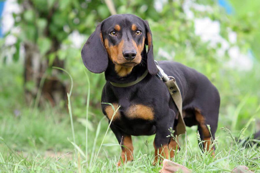 Standard Dachshund Dog