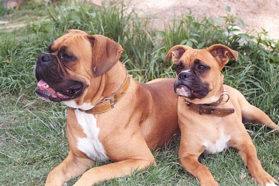 Two boxer dogs 