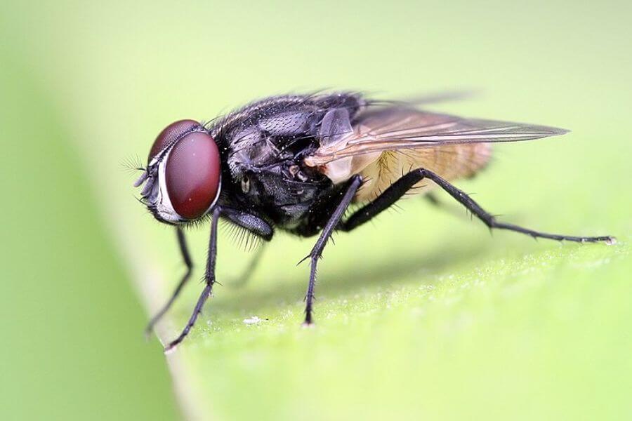 Housefly on a leaf crop