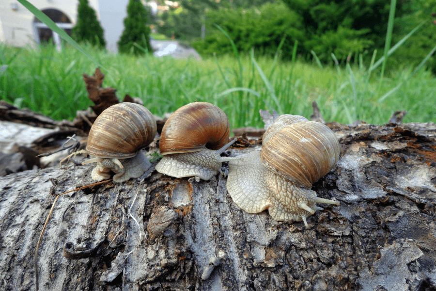 The image shows three snails with brown shells crawling in a line on a piece of bark in a lush, green outdoor setting. The background features grass and blurred natural elements, creating a serene and peaceful scene. The focus on the snails highlights their delicate textures and slow movement, making it a charming depiction of nature.