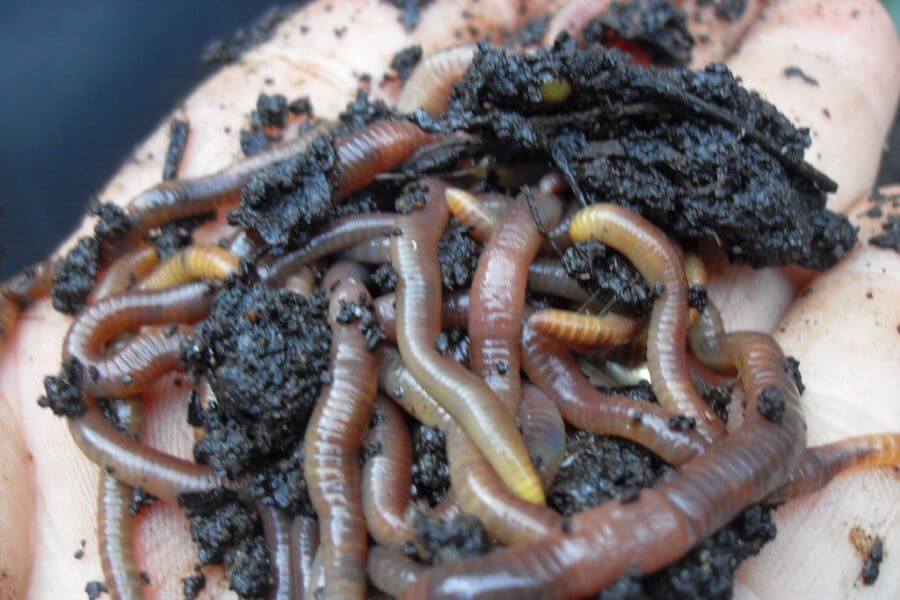 handful of worms in dirt