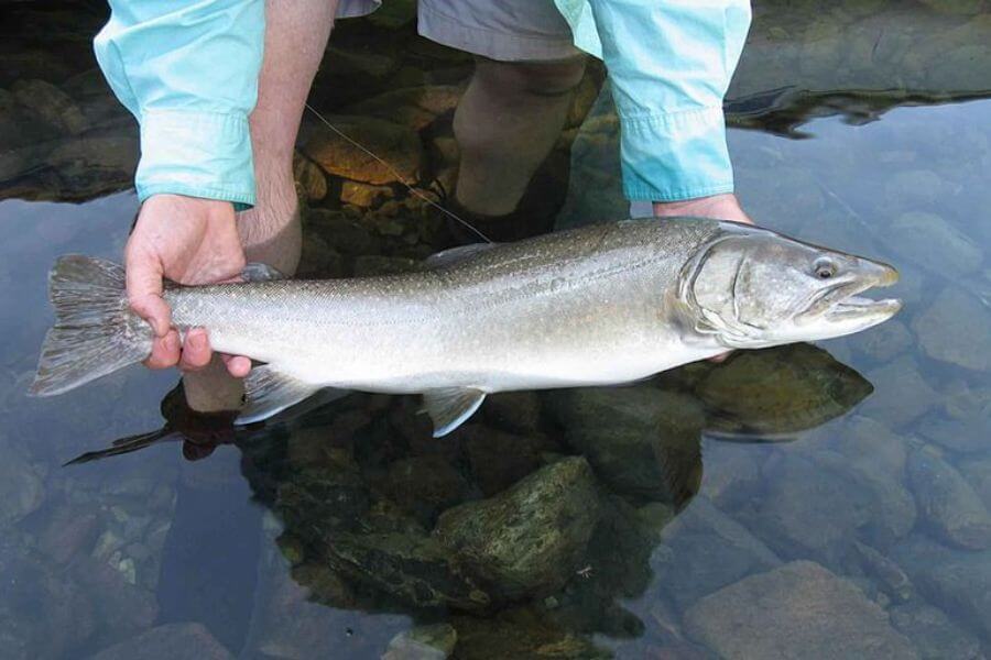 Fisherman holding bull trout fish in hands