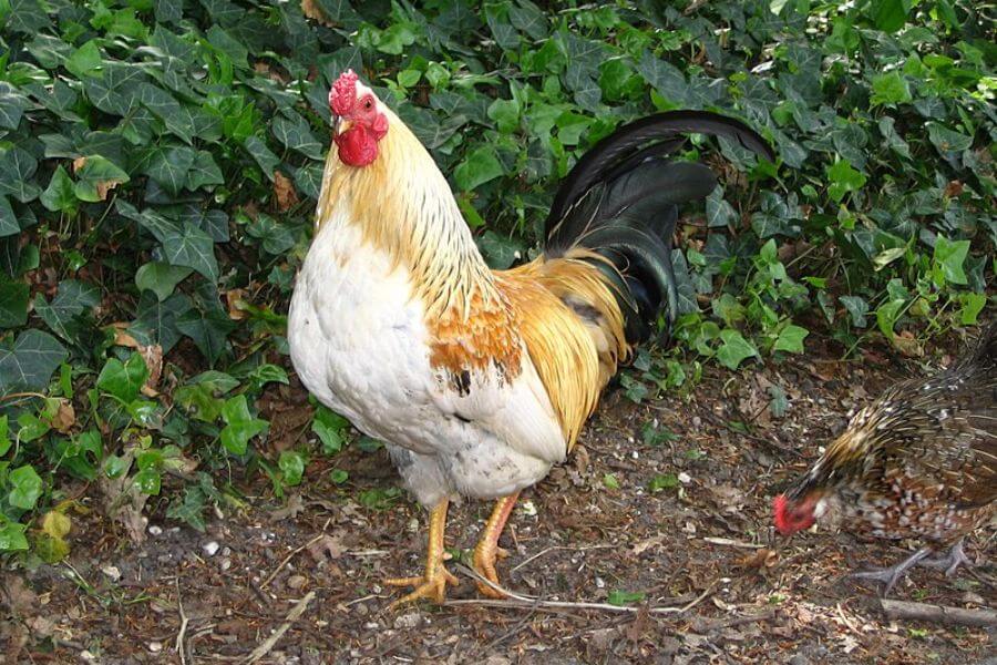 Dutch Rooster