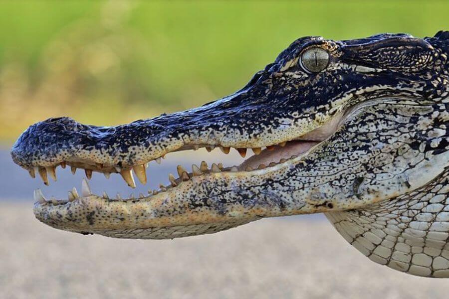 american alligator