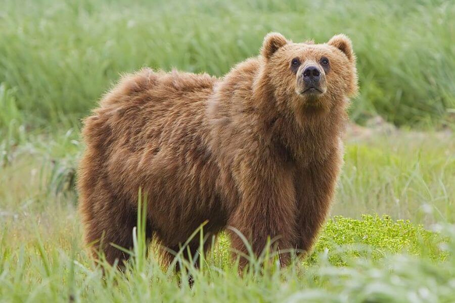 Alakan brown bear in the wild