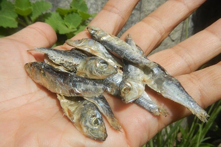 hand holding a bunch o small fish