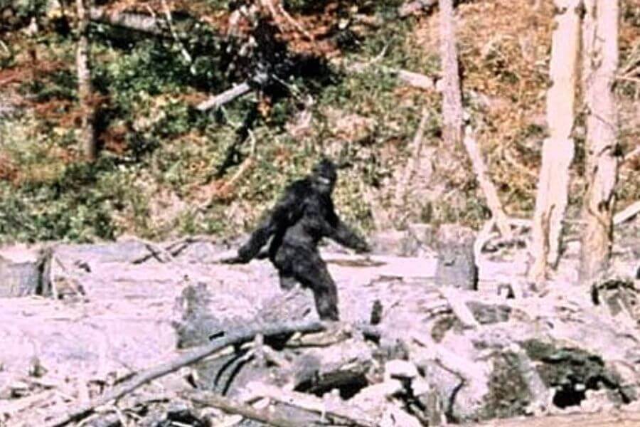 Patterson Gimlin Bigfoot.