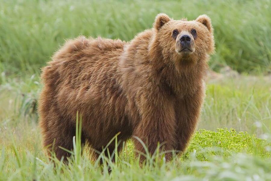 Brown bear in the wild