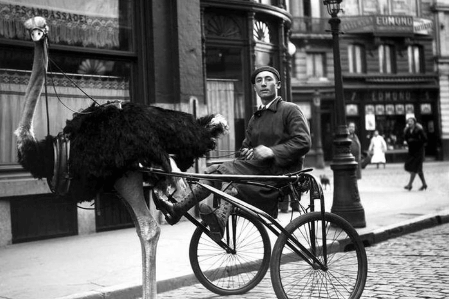 A black-and-white historical photograph showing a man sitting in a small, custom-built cart harnessed to an ostrich on a cobblestone city street. The man, dressed in a beret and long coat, holds the reins as if steering the large bird. Elegant buildings with shops and pedestrians in early 20th-century attire can be seen in the background, adding to the surreal and whimsical nature of the scene.