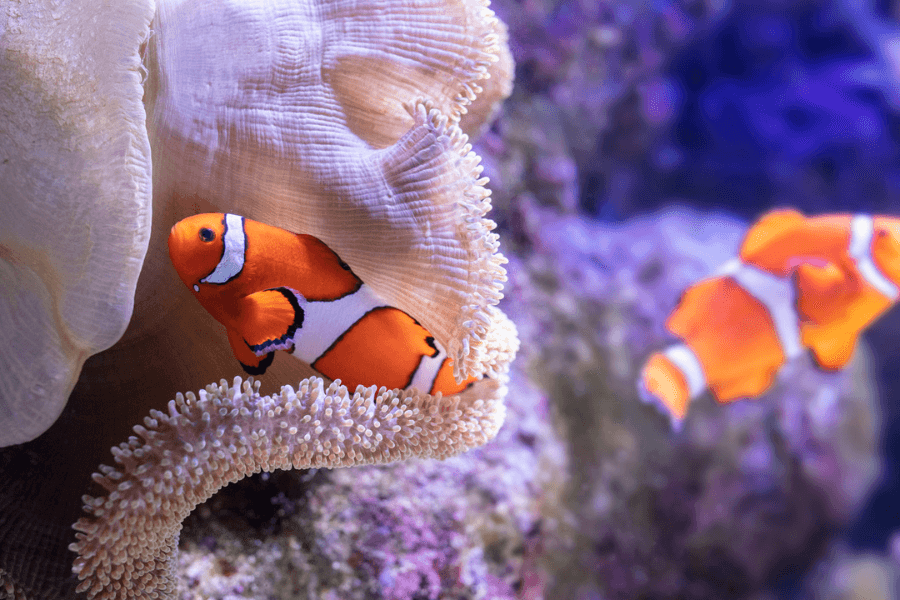A vibrant orange clownfish nestles within the soft, flowing tentacles of a sea anemone, partially hidden by its protective embrace. Another clownfish swims in the blurred background against a colorful coral reef, with hues of purple and blue adding depth to the underwater scene. The image captures the delicate symbiosis between the clownfish and its anemone home.