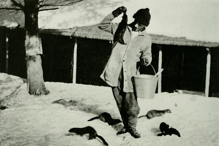 A black-and-white historical photograph of a worker in a snowy environment holding a mink by the scruff while carrying a bucket. Several other minks scurry around on the ground, indicating that this is likely a mink farm. The worker, dressed in a thick coat, gloves, and a knit cap, appears focused on his task, with a wooden structure in the background providing shelter.