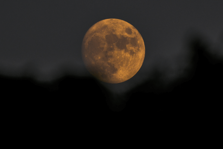 A large, orange-tinted full moon rises against the dark night sky, partially framed by the silhouettes of tree tops. The surface details of the moon, including craters and shadows, are clearly visible.