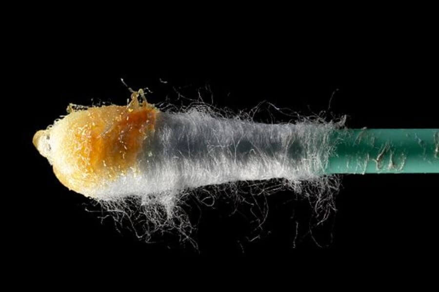 Earwax on swab