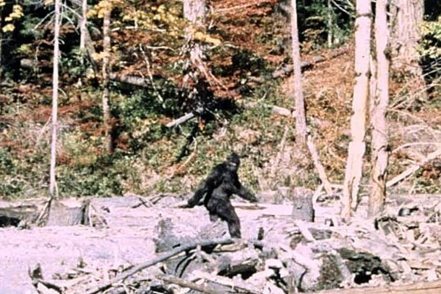 Patterson Gimlin Bigfoot
