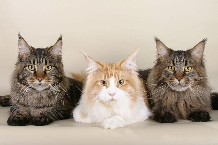 three Maine Coon  cats