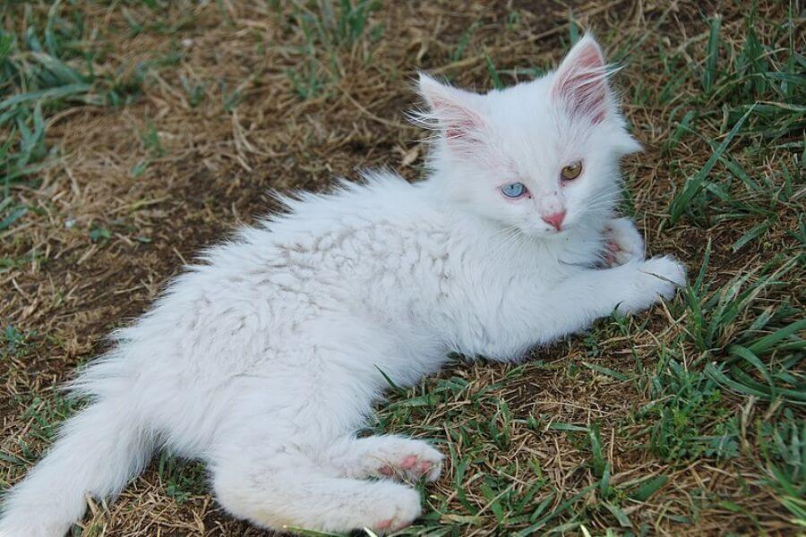 White  Turkish Van Cat laying on the grass