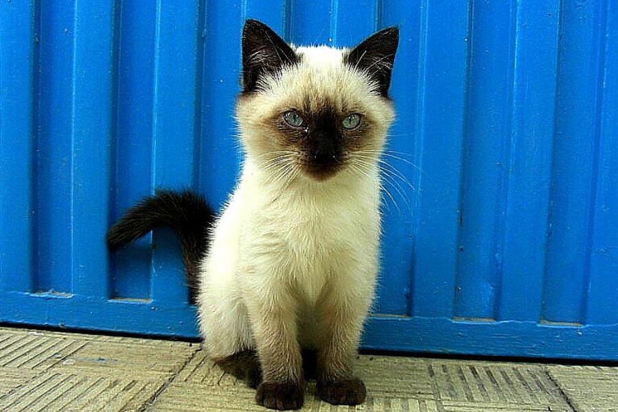 Balinese cat