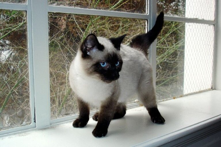 Seal Point Siamese Kitten walking next to a window