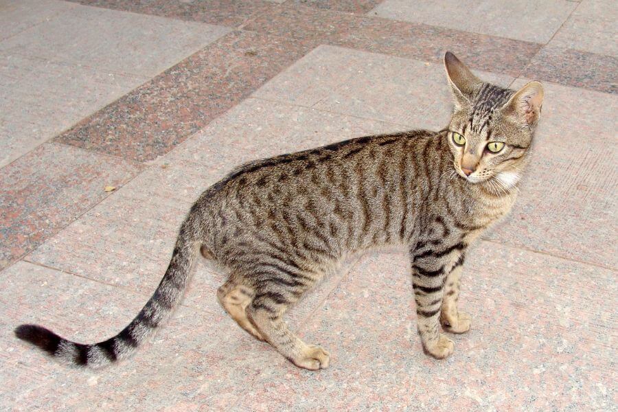 Egyptian Mau cat