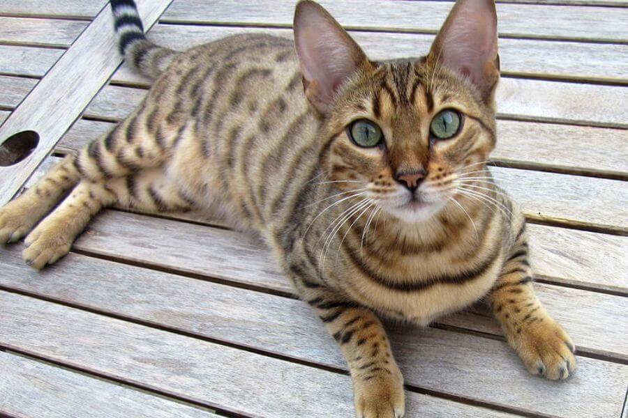 Bengal cat laying on a wooden porch