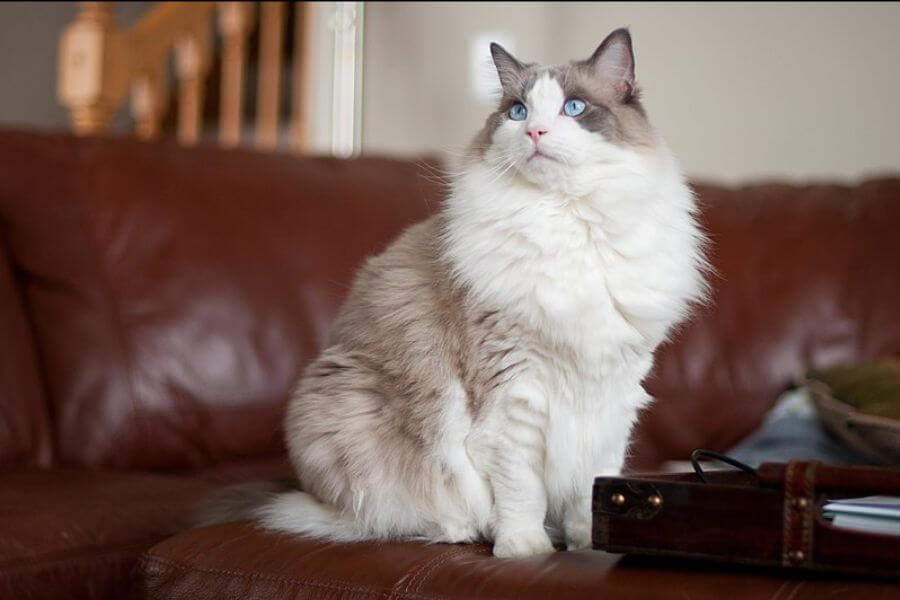 White and grey Ragdoll cat sitting on a leather couch