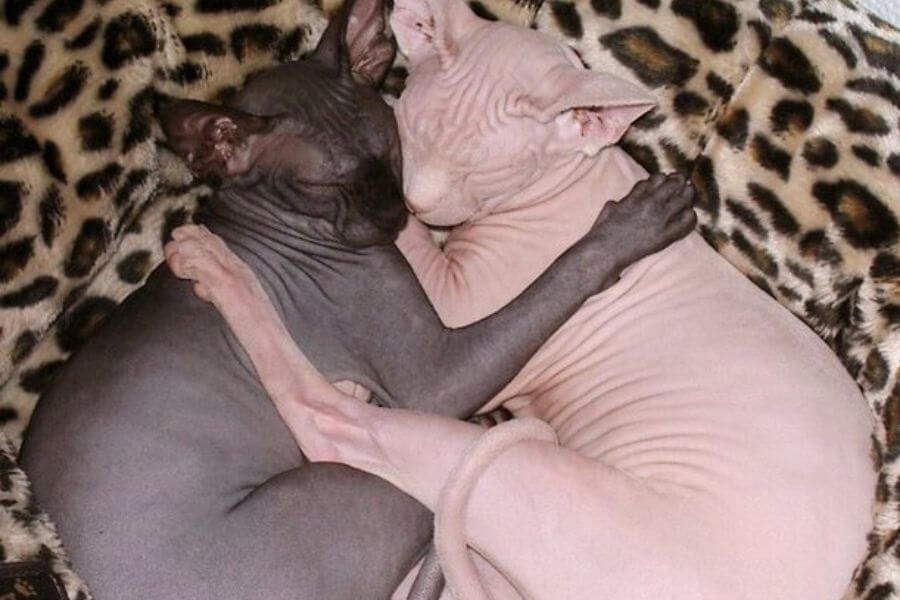 two Sphynx cats hugging while sleeping