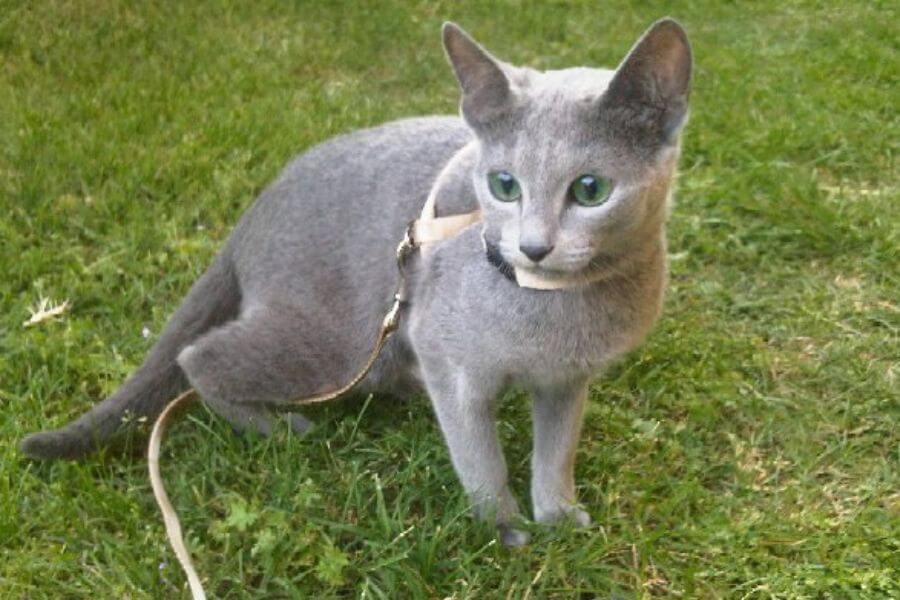 russian blue cat laying on the grass