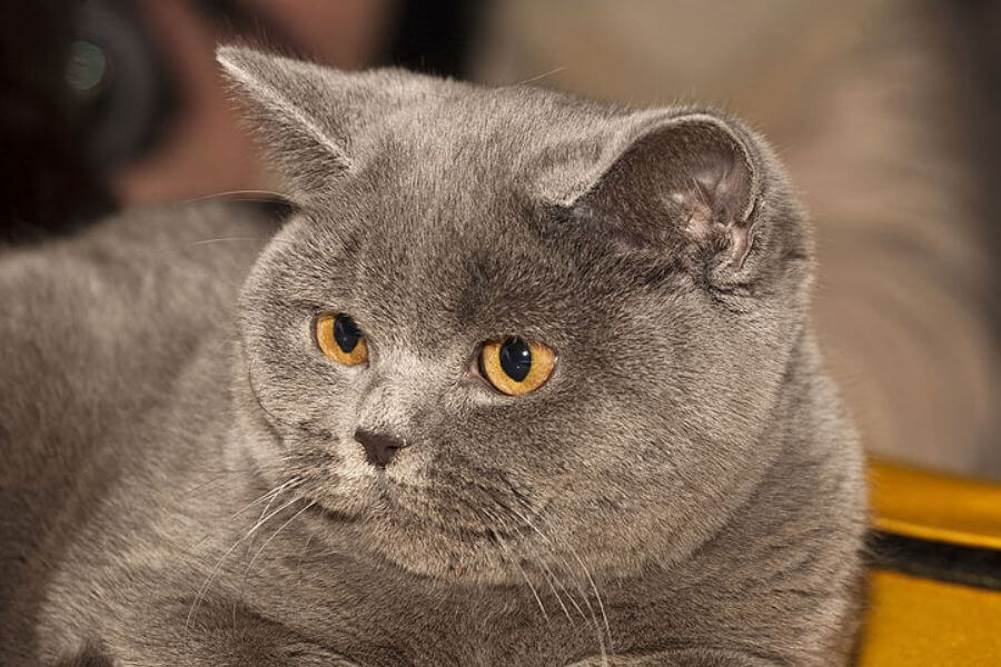 British Shorthair cat laying next to a window