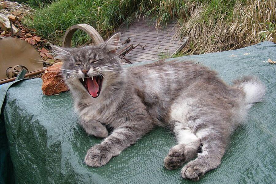 Yawning Norwegian Forest Cat