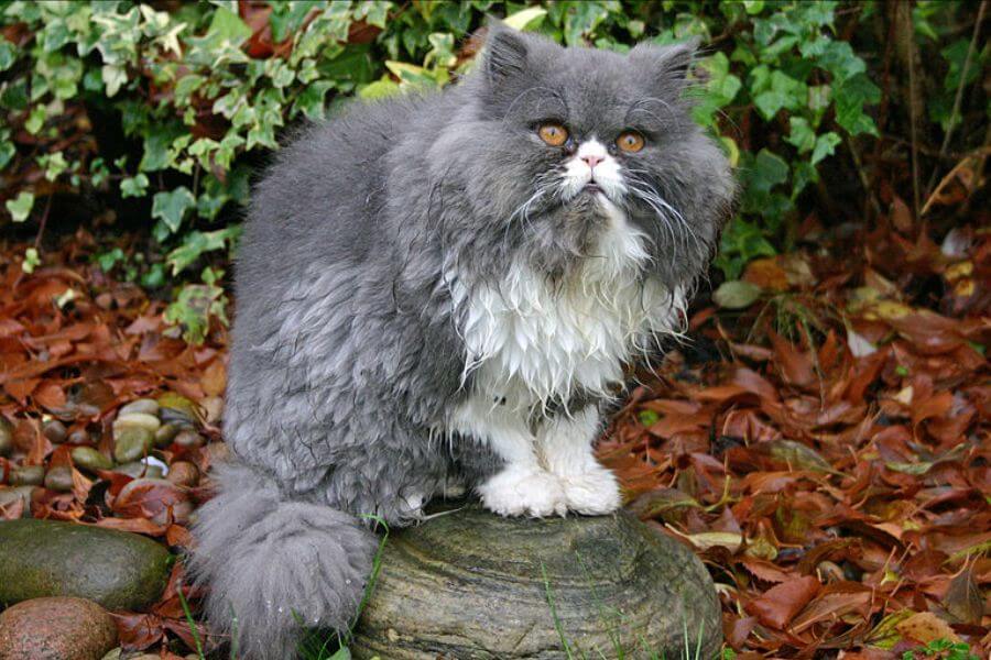 persian gray cat in a garden