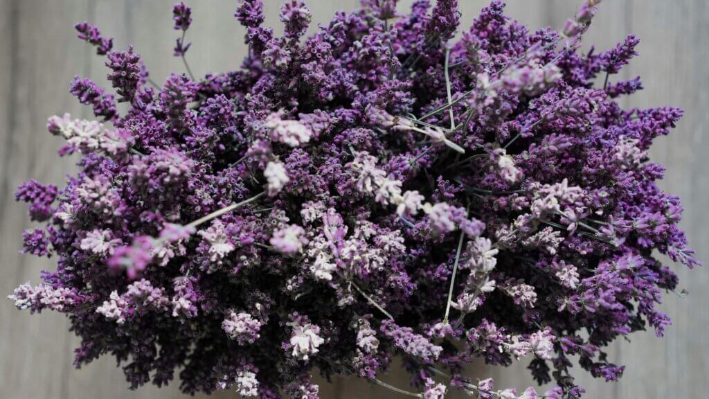 Bundle of fresh lavender flowers lying on wooden table