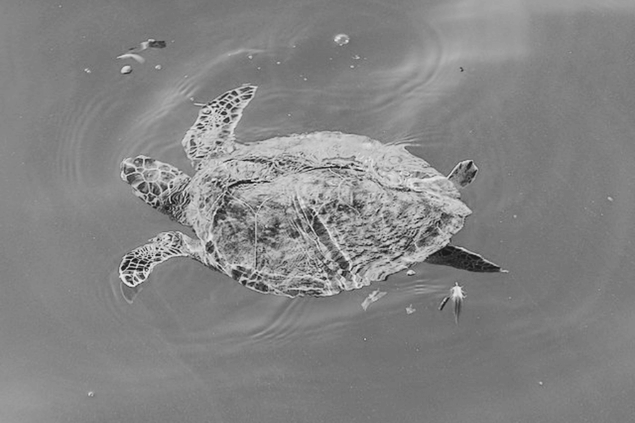 Black-and-white image of a sea turtle swimming at the water’s surface, with its patterned flippers and shell visible through the ripples. Small debris and a feather float nearby, adding detail to the calm aquatic scene.