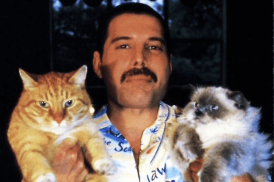 Freddie Mercury smiling slightly as he holds two cats—an orange tabby in one arm and a fluffy Siamese in the other—while wearing a colorful shirt with blue, yellow, and script text. The cozy indoor setting and Mercury's calm expression highlight his well-known love for cats.