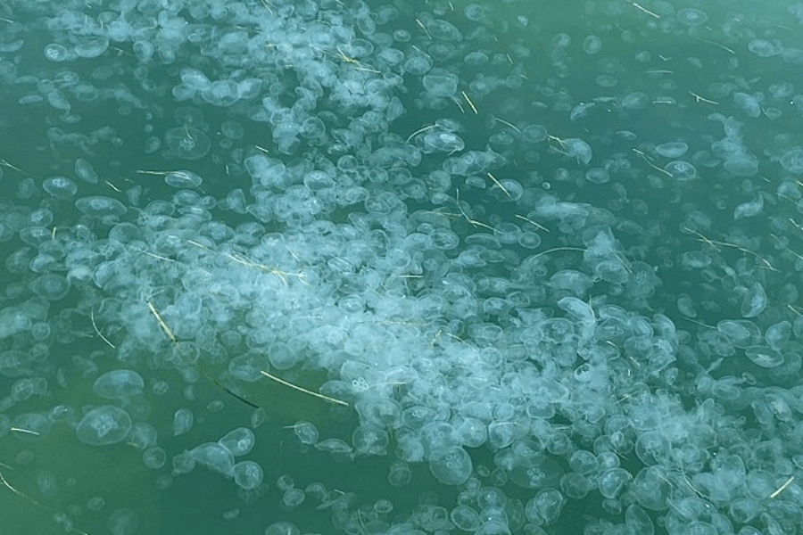 A dense bloom of translucent jellyfish floating just beneath the greenish-blue surface of the water. The jellyfish appear small and numerous, creating a milky, almost cloudy effect in the water as they drift together.