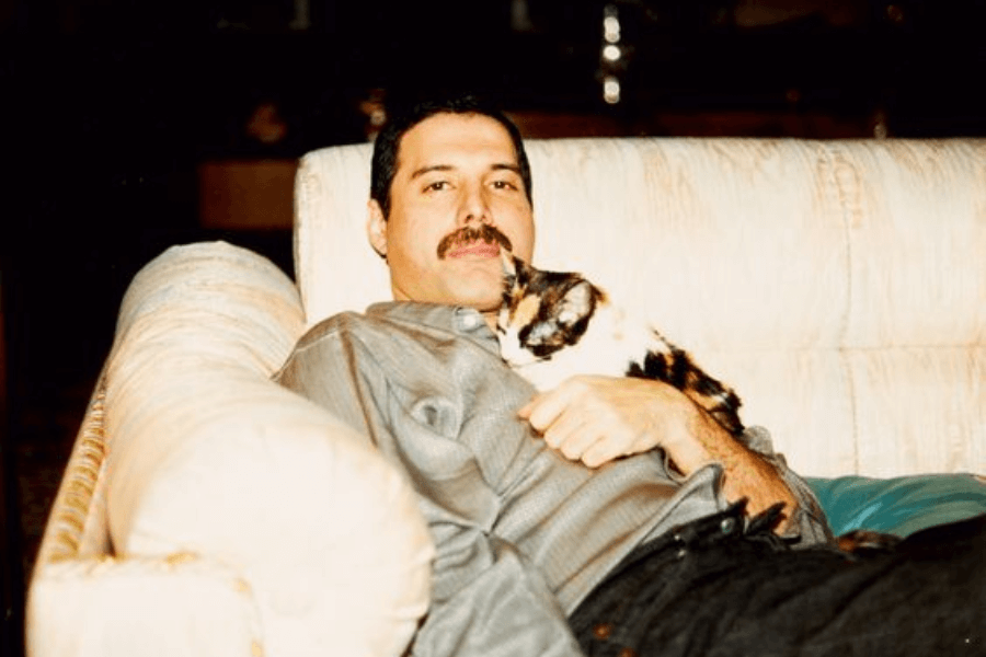 Freddie Mercury reclining comfortably on a light-colored sofa, wearing a button-up shirt with a relaxed expression as a calico cat cuddles against his chest. The warmly lit, cozy indoor setting captures an intimate and affectionate moment between the singer and his pet.