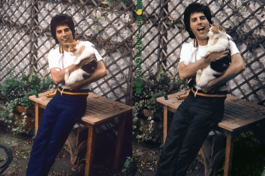 Side-by-side photos of Freddie Mercury outdoors in a garden, smiling and joyfully holding a white and orange cat in his arms. He wears a white t-shirt with navy blue trim and matching pants, leaning against a wooden table in front of a trellis and surrounded by potted plants.