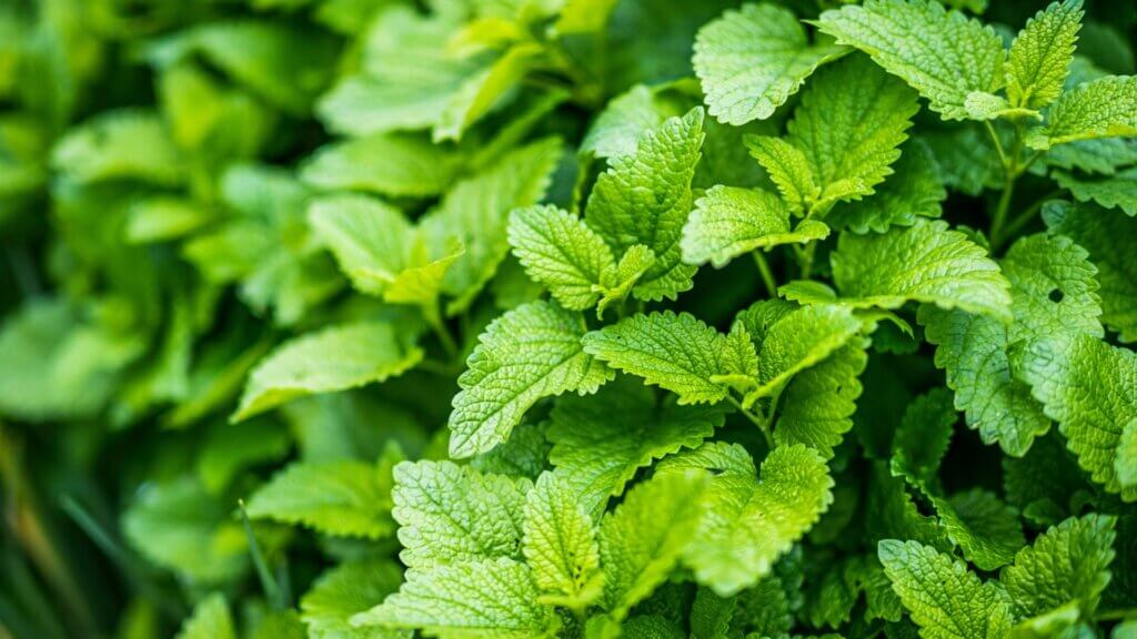 Close-up of lemon balm leaves showing textured green foliage