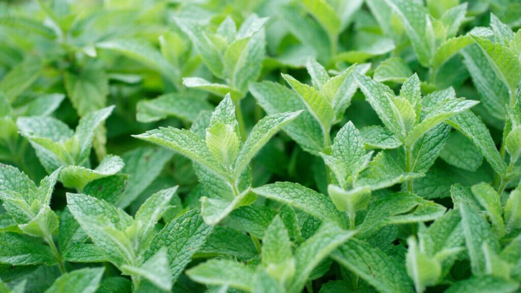 Bushy peppermint plant with vibrant green leaves growing in soil