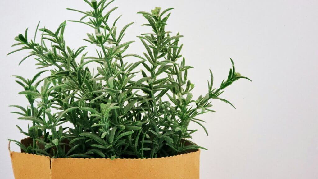 Healthy rosemary plant growing in a terracotta pot