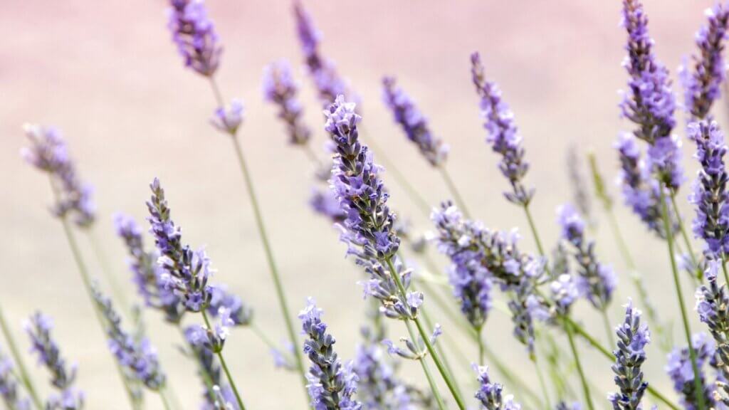 Purple lavender flowers in full bloom with green stems