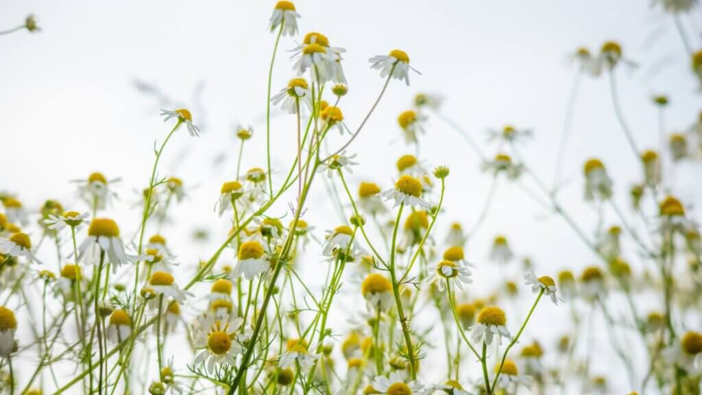 White chamomile flowers with yellow centers under sunlight