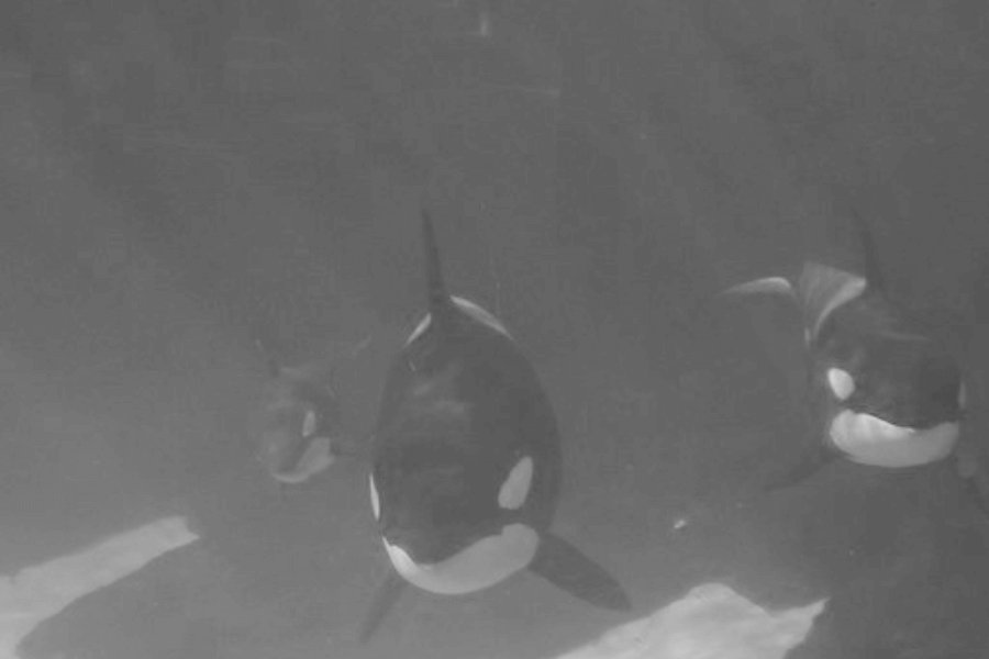 Underwater black-and-white image showing three orcas (killer whales) swimming forward toward the camera. Their distinctive white eye patches and sleek black bodies are clearly visible through the murky water.