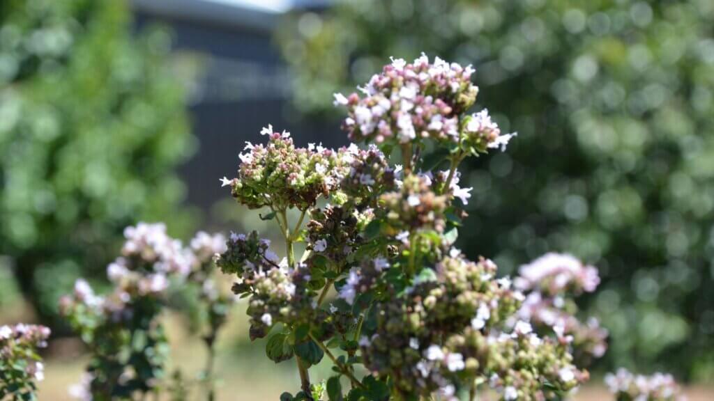 Oregano plant with purple flowers and green leaves growing in garden
