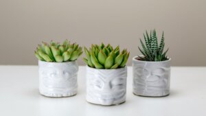 Three white ceramic planters with different succulents sitting on a white surface