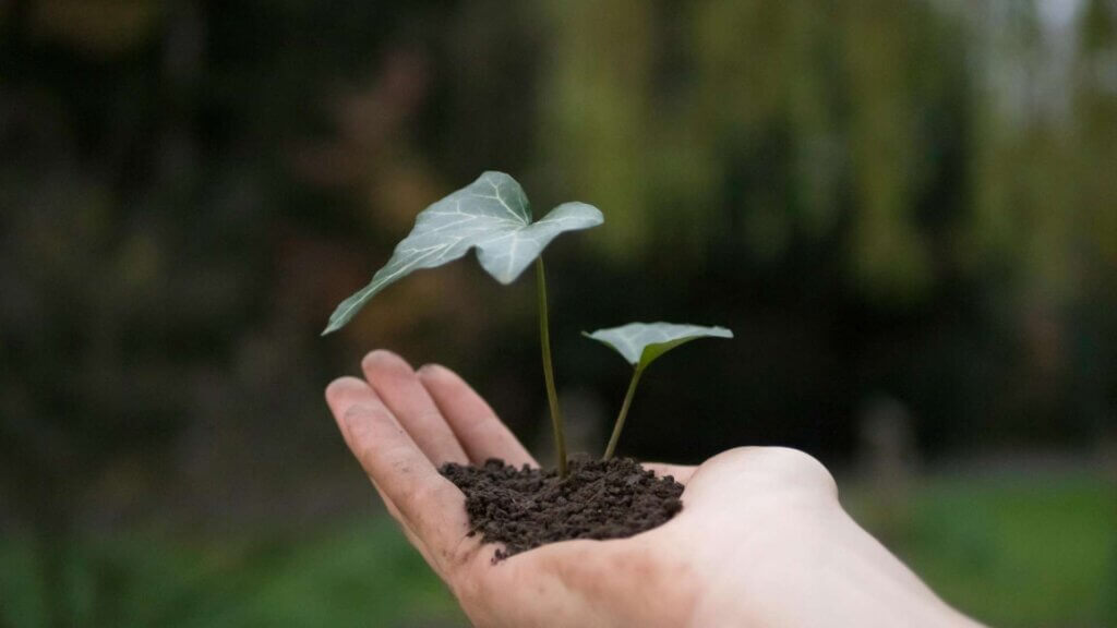Photograph of a small plant held in a person's hand showing soil texture