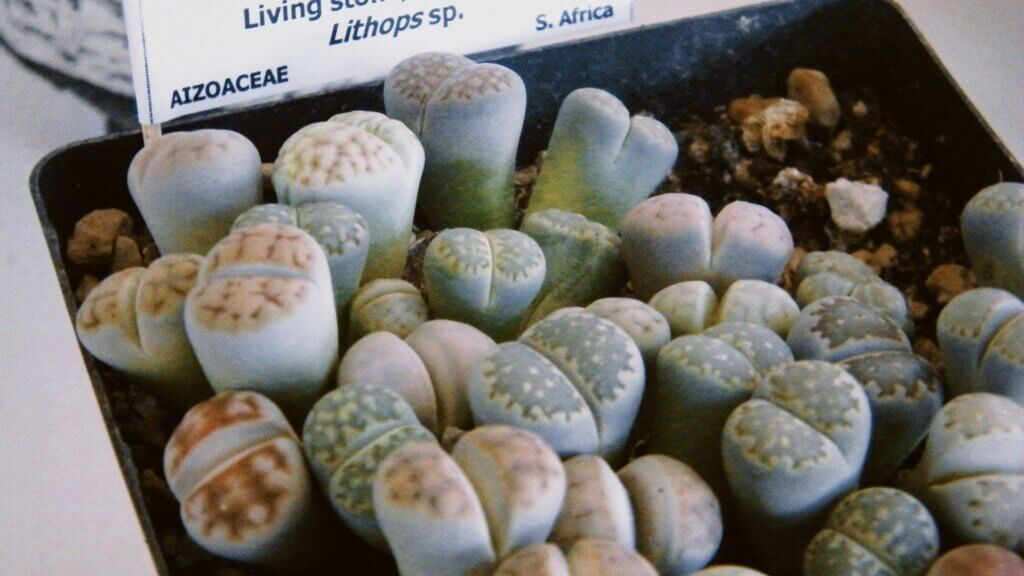 Various living stones on a blue tray displayed like decorative pebbles