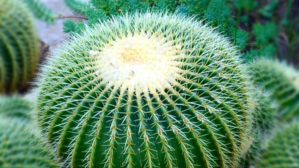 Close-up of green golden barrel cactus with sharp yellow spines